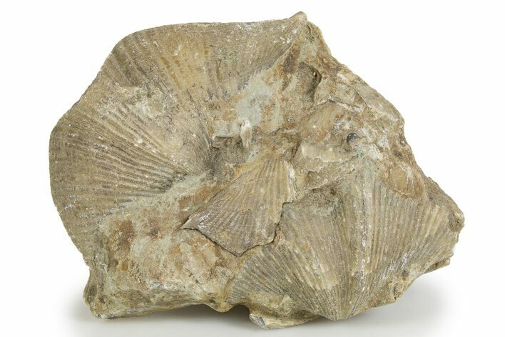 Fossil Brachiopod (Cyrtospirifer) Plate - Russia #322163
